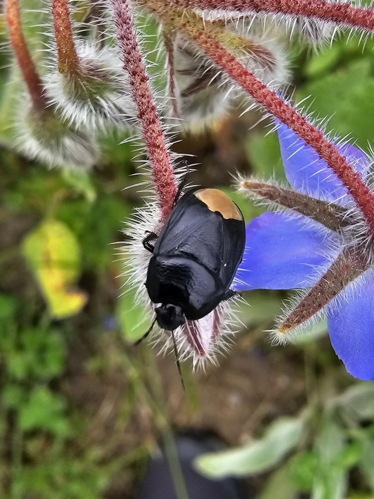 Sehirus morio (Linnaeus, 1760)