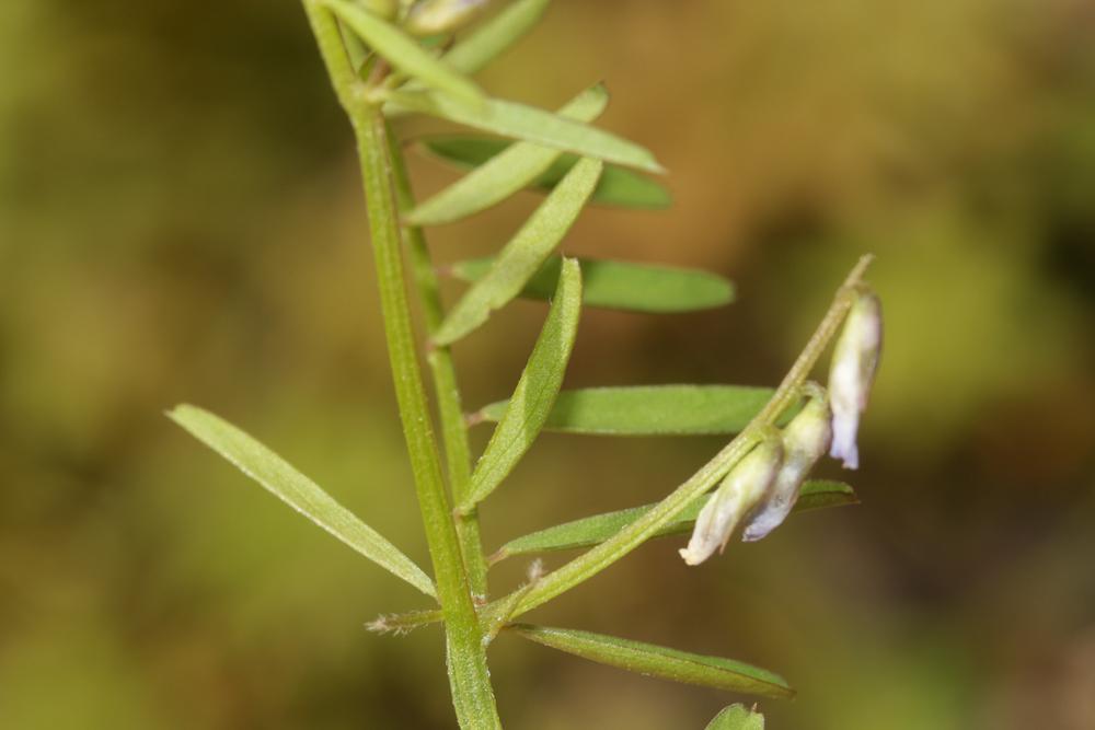 Vesce de Loiseleur Ervilia loiseleurii (M.Bieb.) H.Schaefer