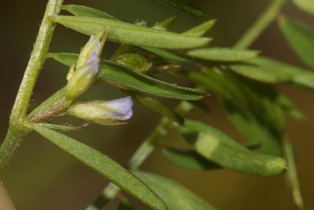 Vesce de Loiseleur Ervilia loiseleurii (M.Bieb.) H.Schaefer