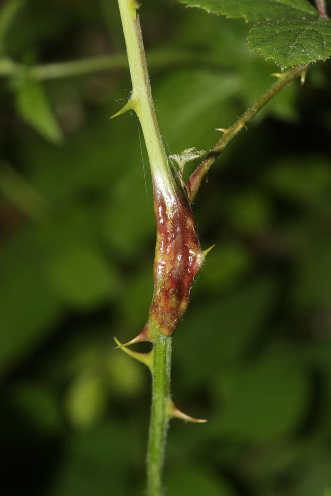 Diastrophus rubi (Bouché, 1834)