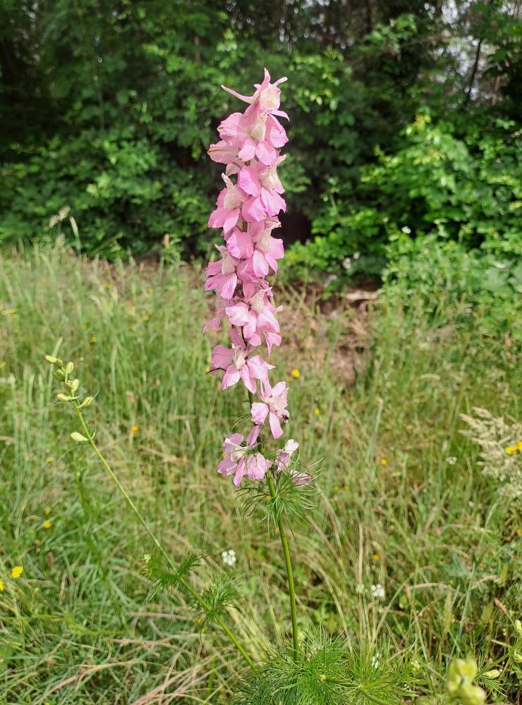 Dauphinelle des jardins Delphinium ajacis L., 1753