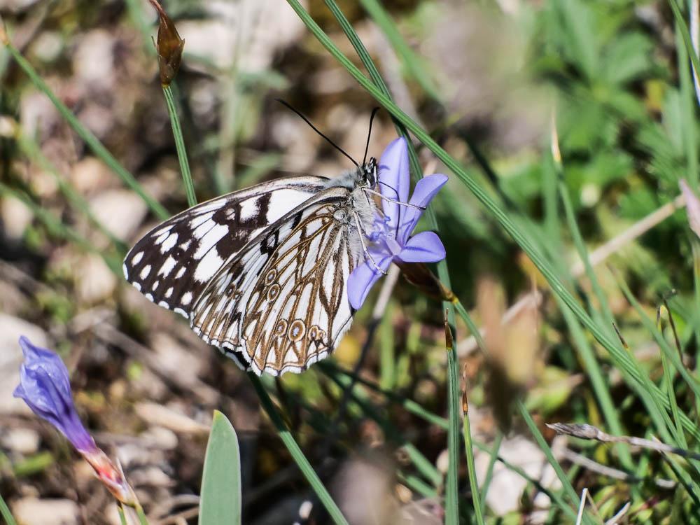 Melanargia occitanica occitanica (Esper, 1793)