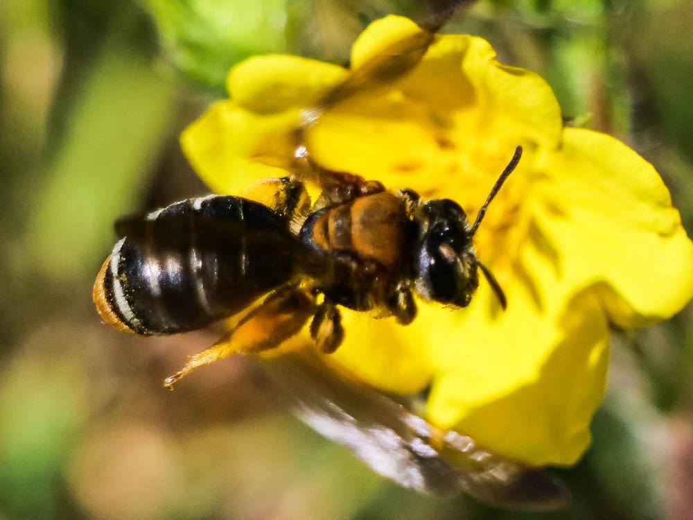 Andrena Fabricius, 1775
