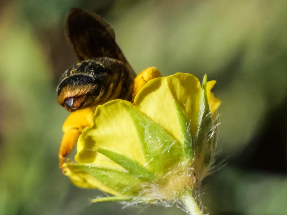 Andrena Fabricius, 1775
