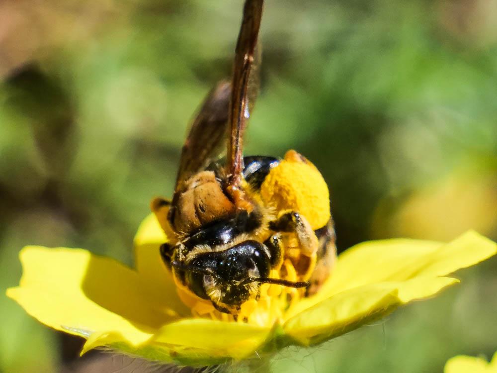 Andrena Fabricius, 1775