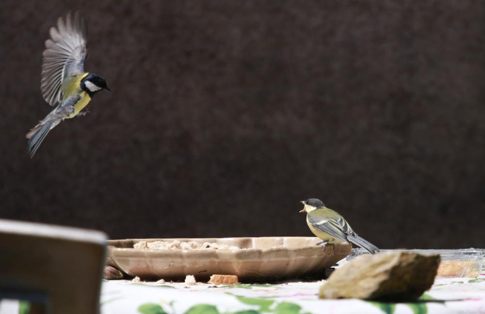 Mésange charbonnière Parus major Linnaeus, 1758