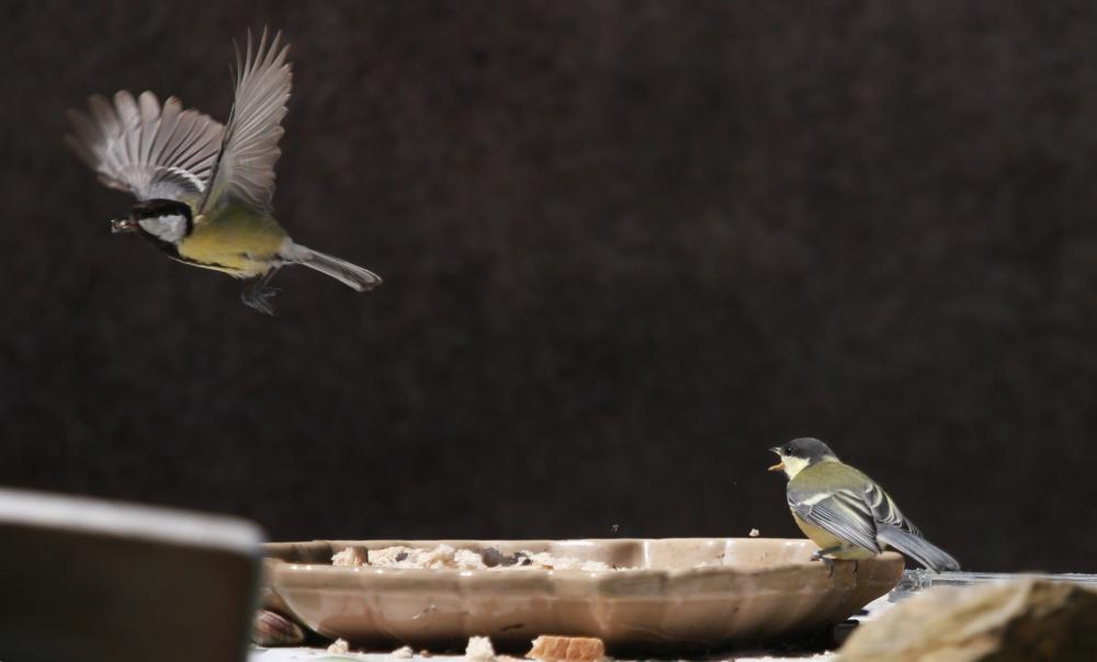 La Mésange charbonnière Parus major Linnaeus, 1758
