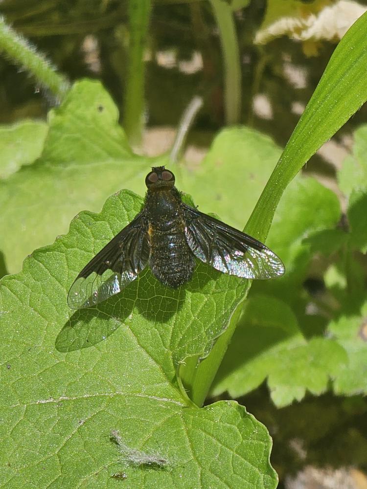 Hemipenthes morio (Linnaeus, 1758)