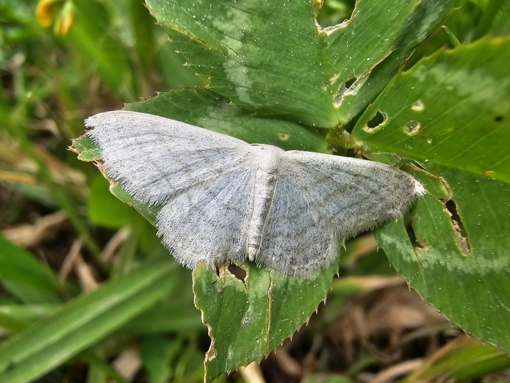 Acidalie blanchâtre (L') Idaea subsericeata (Haworth, 1809)