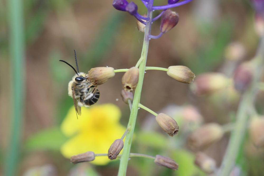Eucera clypeata Erichson, 1835