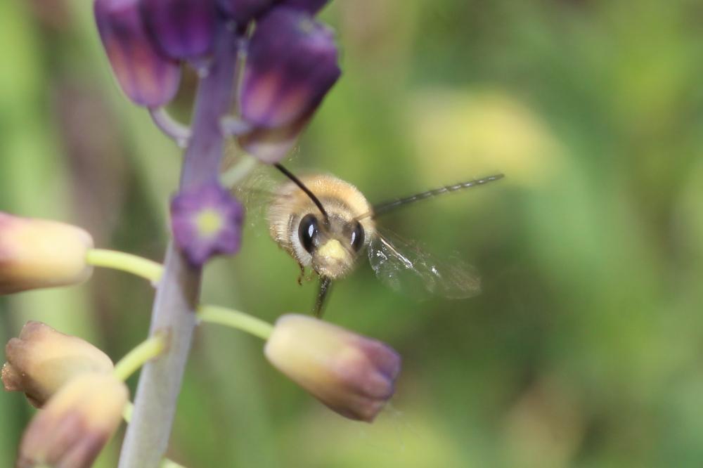 Eucera clypeata Erichson, 1835