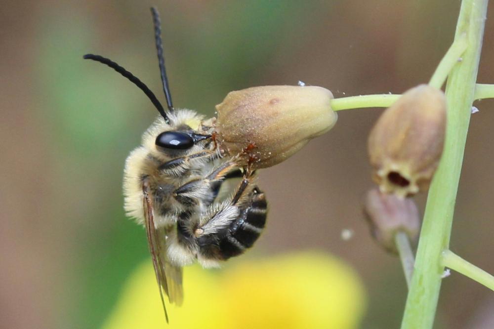 Eucera clypeata Erichson, 1835