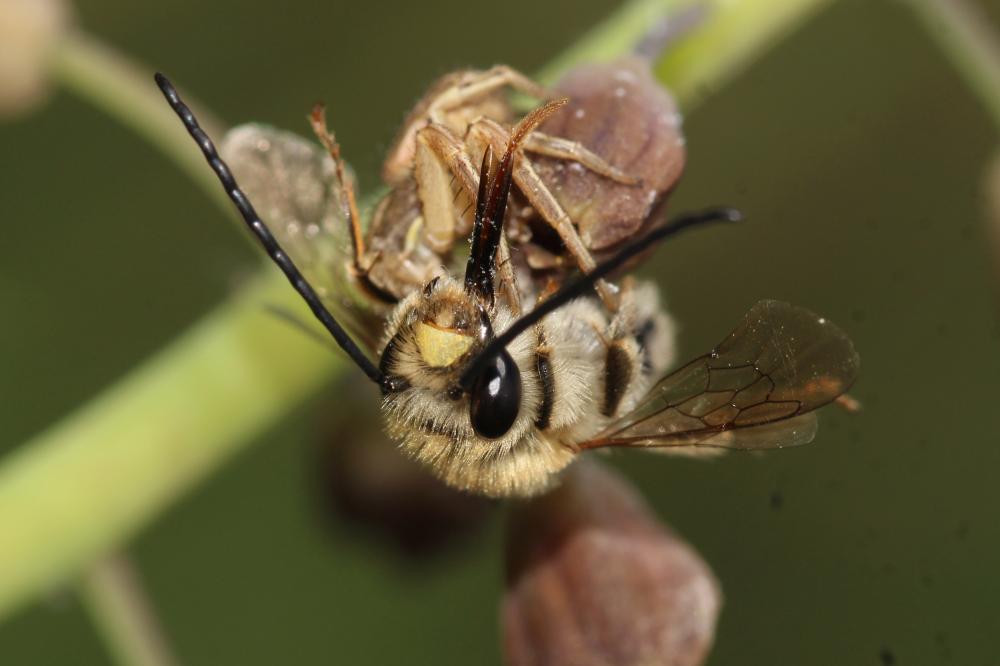 Eucera clypeata Erichson, 1835