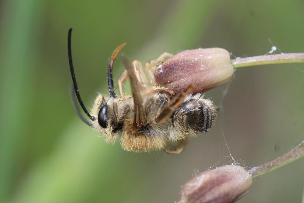 Eucera clypeata Erichson, 1835