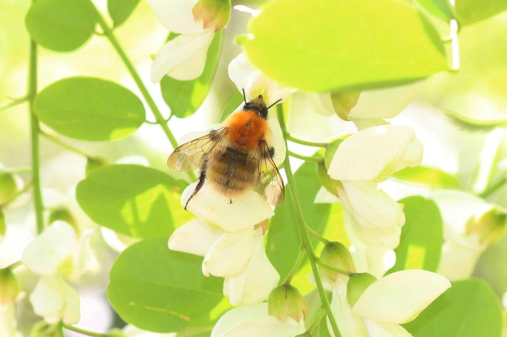 Bourdon des champs Bombus pascuorum (Scopoli, 1763)