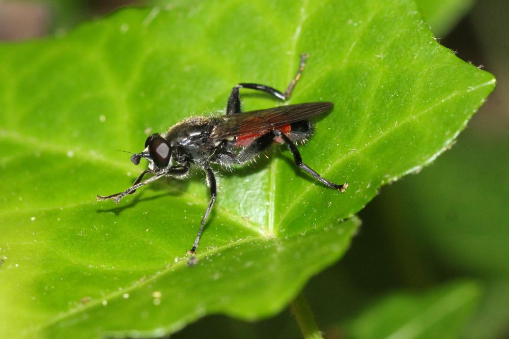 Brachypalpoides lentus (Meigen, 1822)