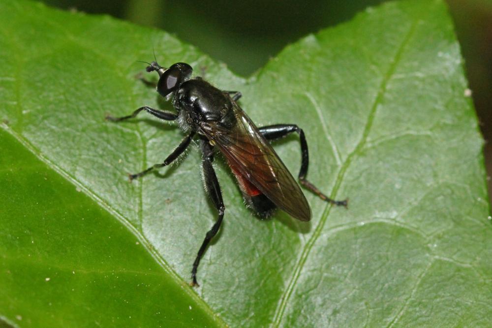 Brachypalpoides lentus (Meigen, 1822)