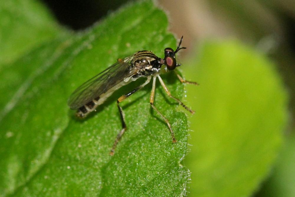 Le  Dioctria linearis (Fabricius, 1787)