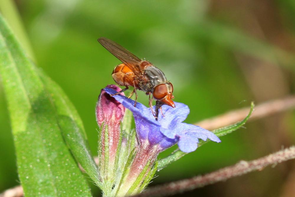 Rhingia rostrata (Linnaeus, 1758)