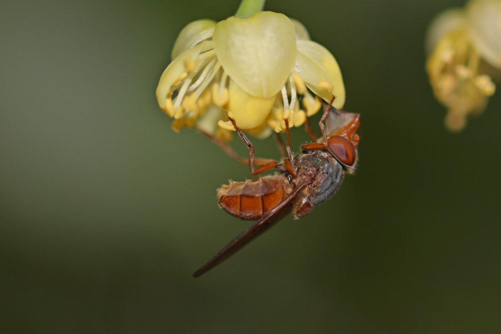 Rhingia rostrata (Linnaeus, 1758)
