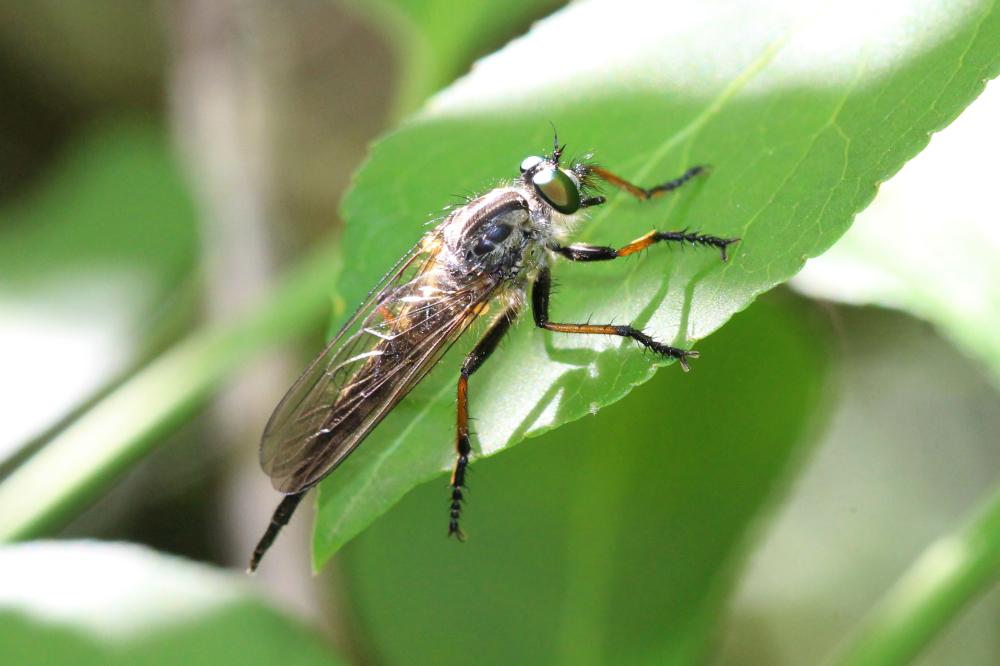 Neomochtherus geniculatus (Meigen, 1820)