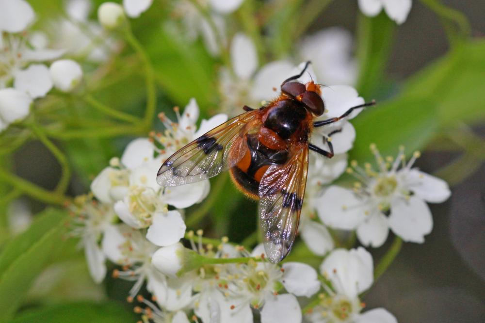 Volucella inflata (Fabricius, 1794)