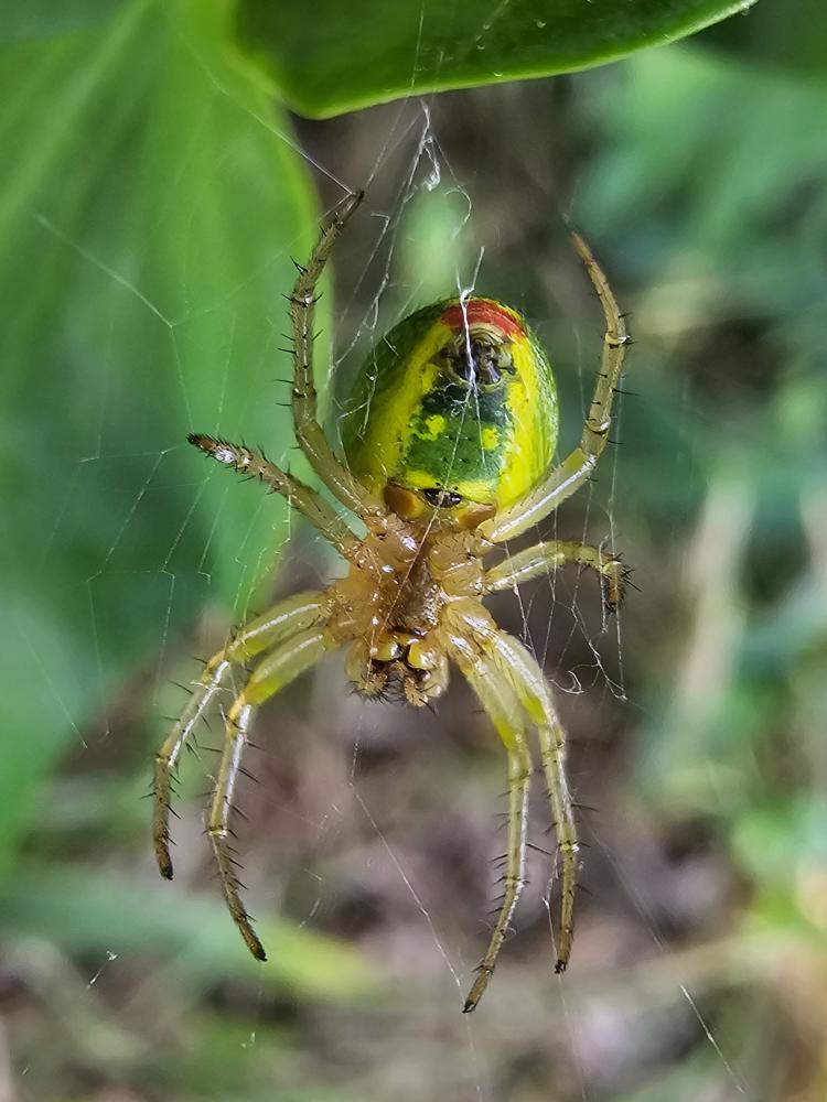 Araniella