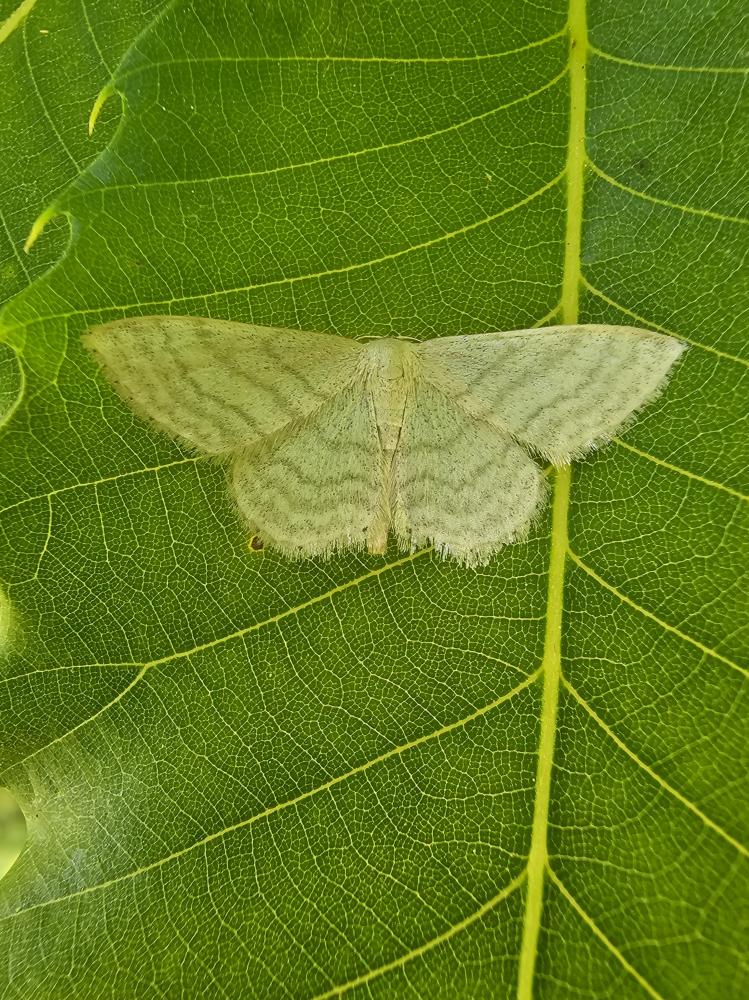 Idaea Treitschke, 1825