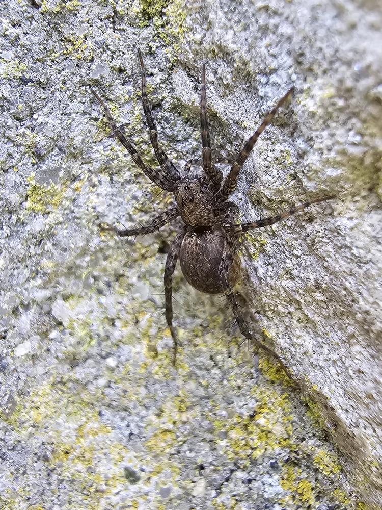 Pardosa Koch, 1847