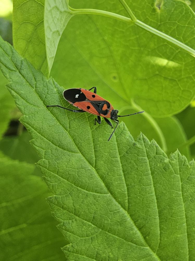 Melanocoryphus albomaculatus (Goeze, 1778)