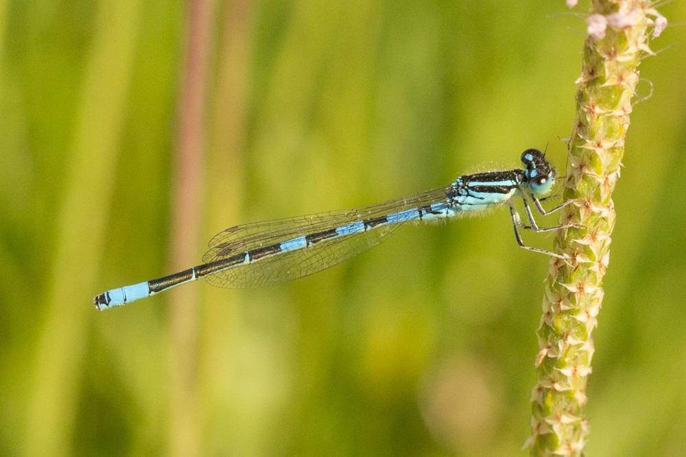 Agrion mignon (L') Coenagrion scitulum (Rambur, 1842)