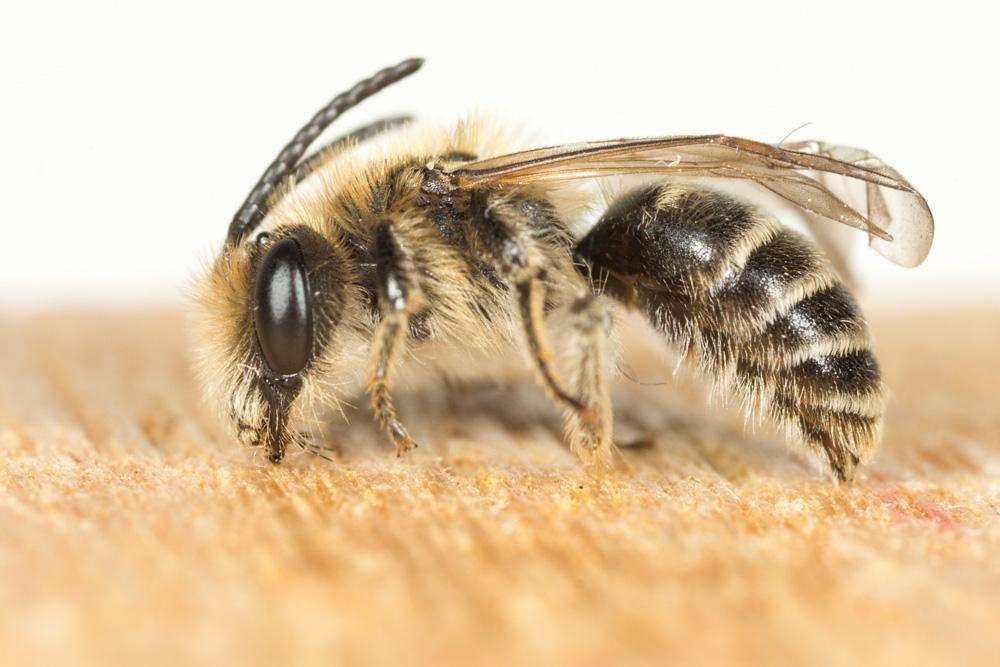 Andrena Fabricius, 1775