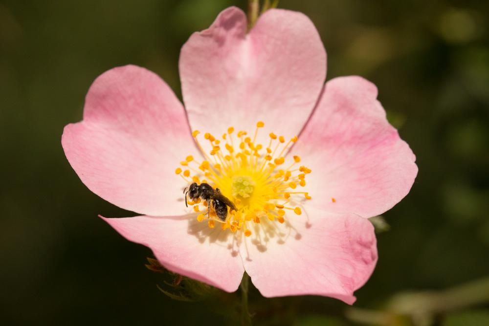 Andrena Fabricius, 1775