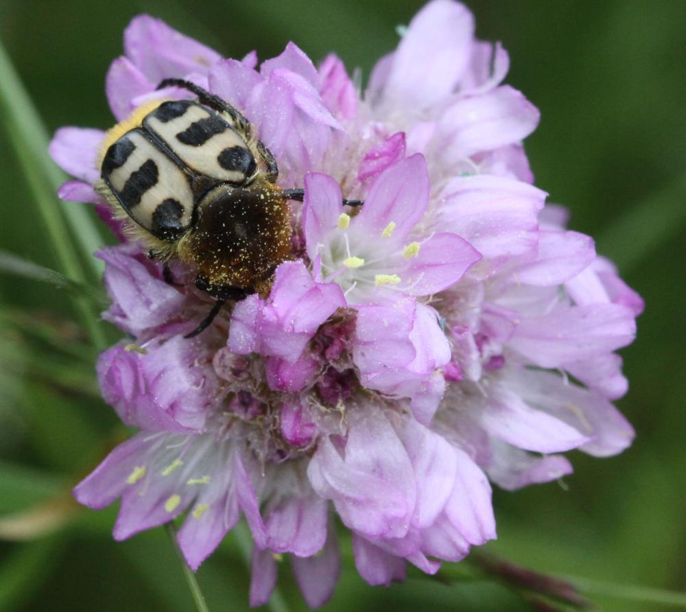 Le  sp. Trichius Fabricius, 1775 sp.