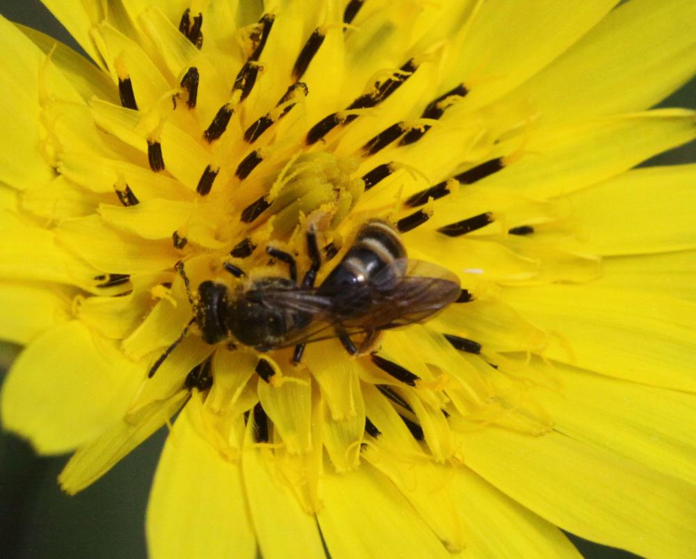 Lasioglossum nigripes (Lepeletier, 1841)