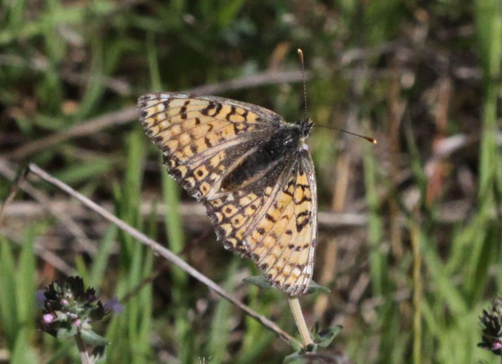 Mélitée du Plantain (La), Déesse à ceinturons (La) Melitaea cinxia (Linnaeus, 1758)