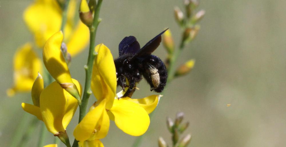 Abeille charpentière, Xylocope violet Xylocopa violacea (Linnaeus, 1758)