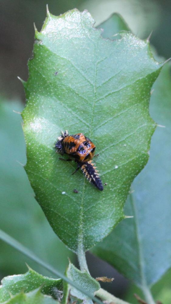 Coccinelle asiatique (la) Harmonia axyridis (Pallas, 1773)