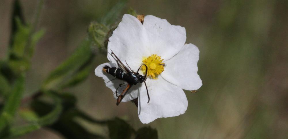 Sesiidae Boisduval, 1828