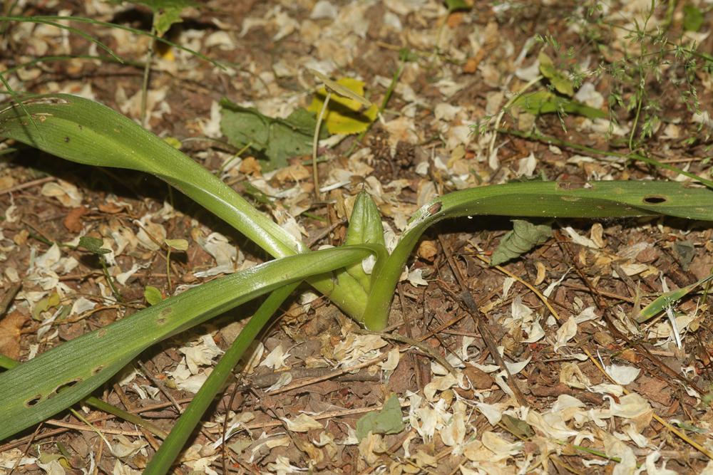 Colchique de Naples Colchicum longifolium Castagne, 1845