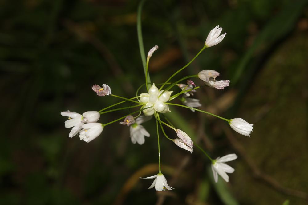 Ail rose Allium roseum L., 1753