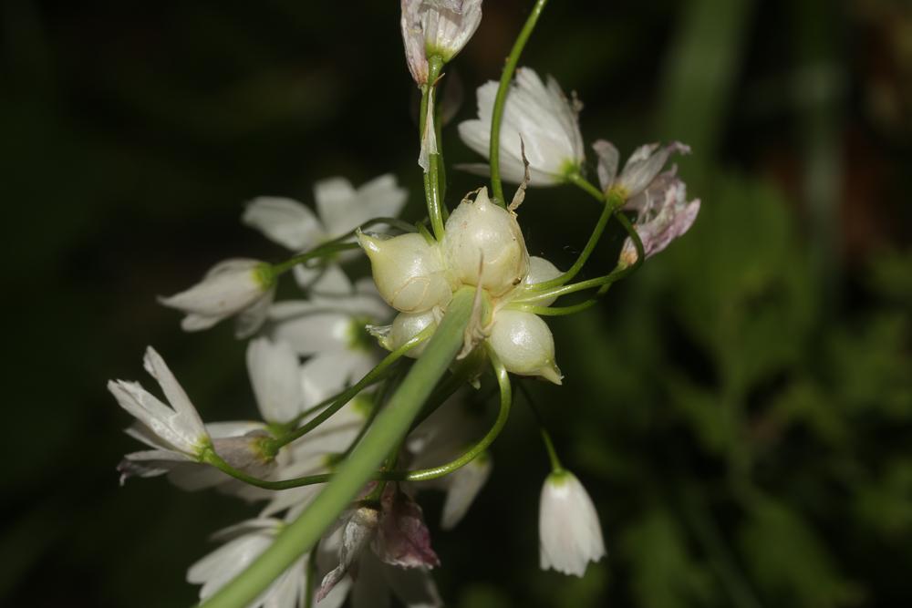 Ail rose Allium roseum L., 1753