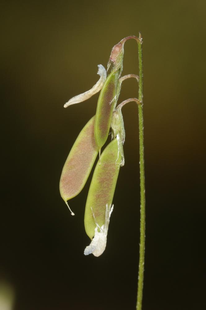 Vesce à fleurs lâches Ervum gracile (Loisel.) DC., 1813
