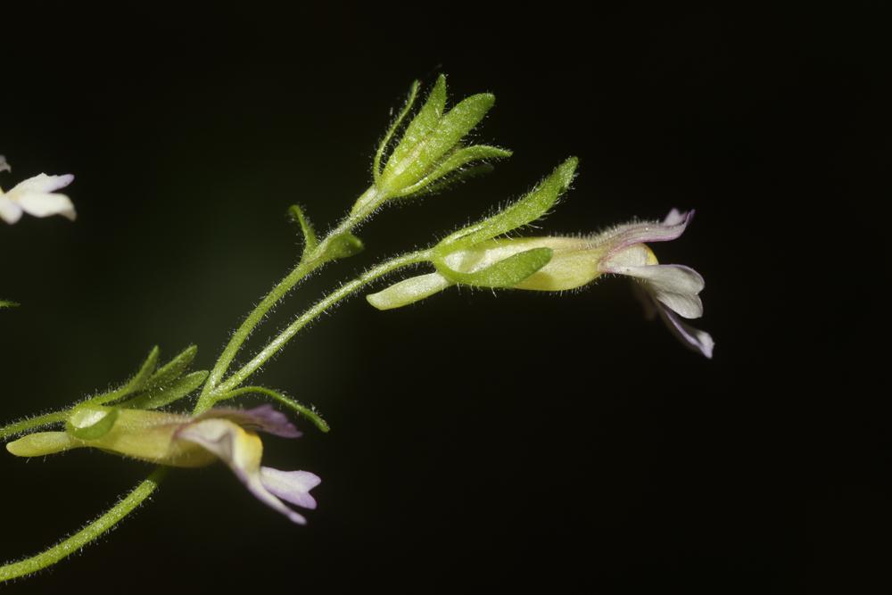 Linaire à feuilles d'Origan, Petite linaire à feui Chaenorrhinum origanifolium (L.) Kostel., 1844