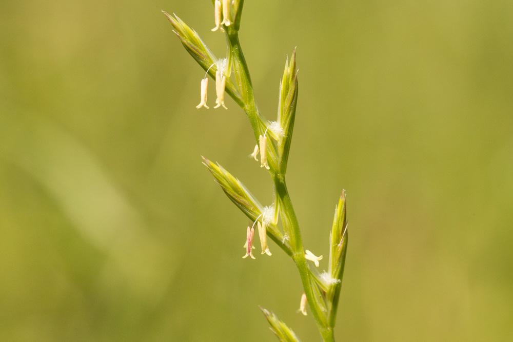 Ivraie vivace Lolium perenne L., 1753