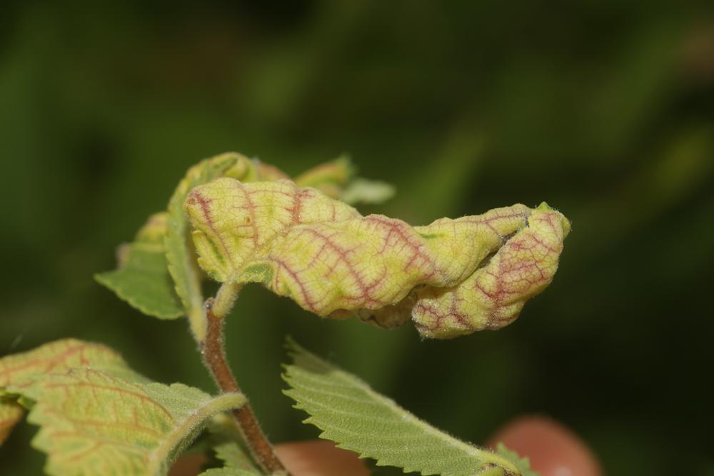 Kermès de l'orme Eriosoma ulmi (Linnaeus, 1758)