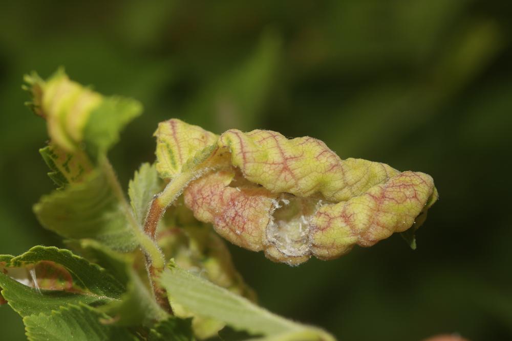 Kermès de l'orme Eriosoma ulmi (Linnaeus, 1758)