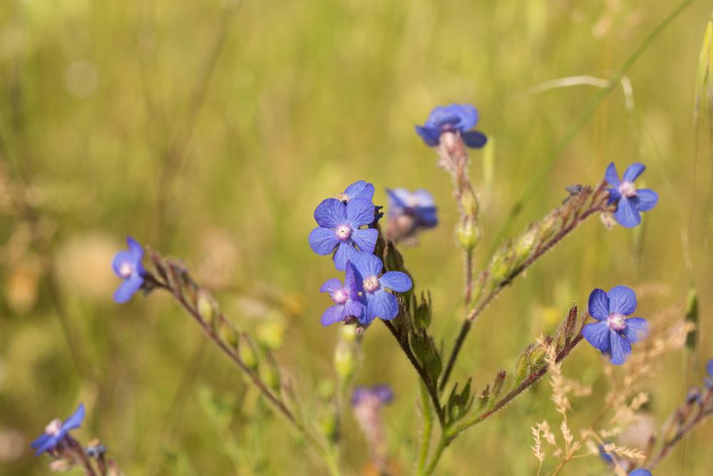 Buglosse d'Italie, Buglosse azurée Anchusa italica Retz., 1779
