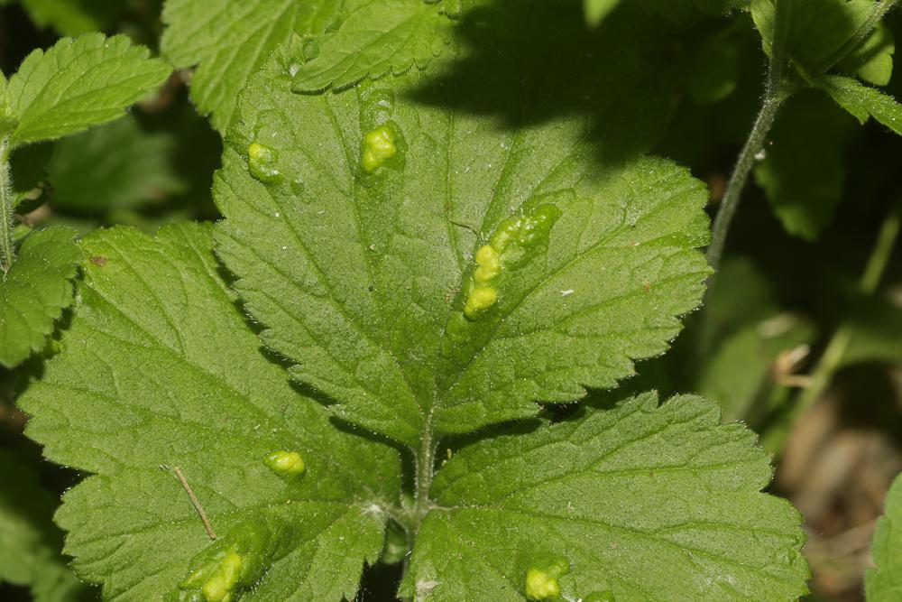 Cecidophyes nudus Nalepa, 1891