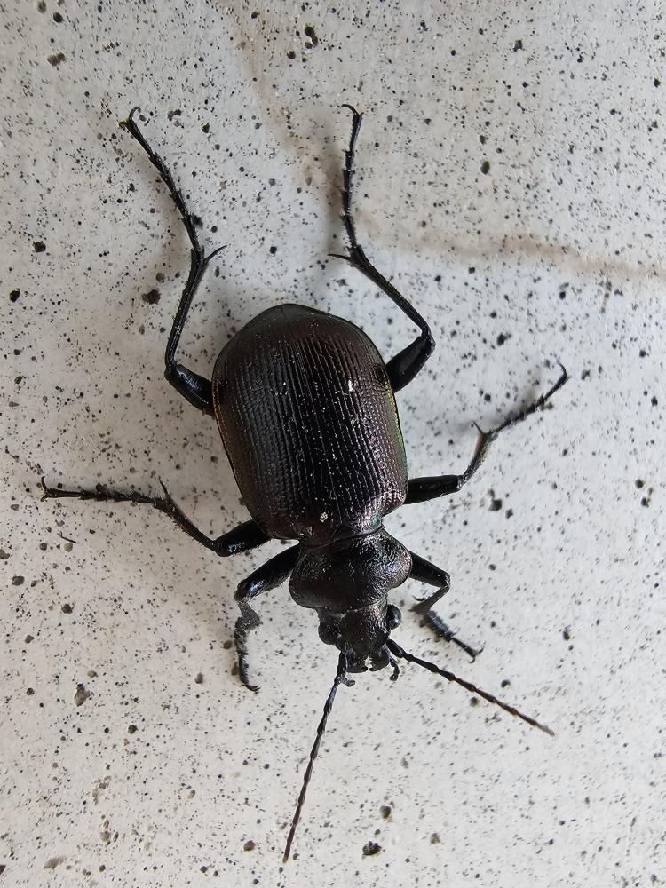 Le  Calosoma inquisitor (Linnaeus, 1758)